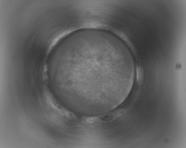 X0000110940579200907311019