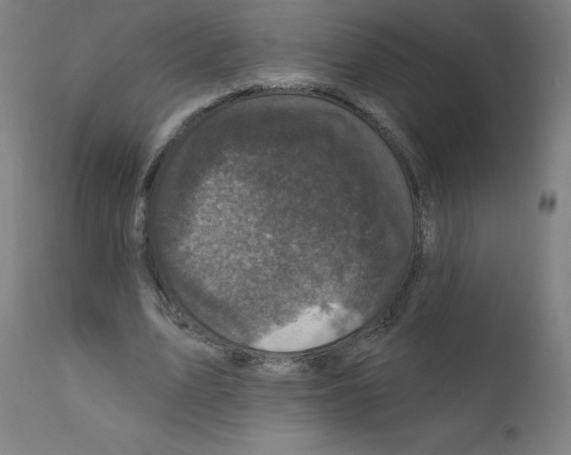 X0000110940583200907311019