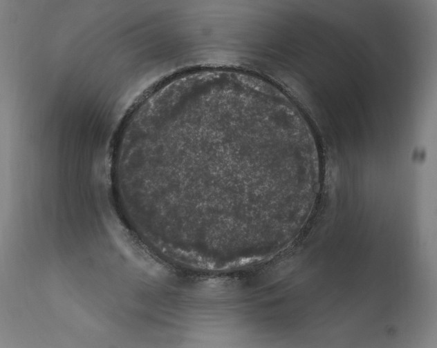 X0000110940584200907311019
