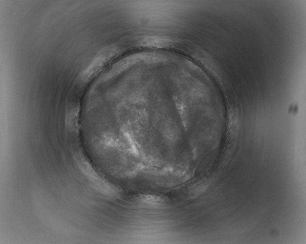 X0000110940585200907311019