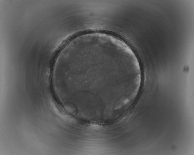 X0000110940592200907311018