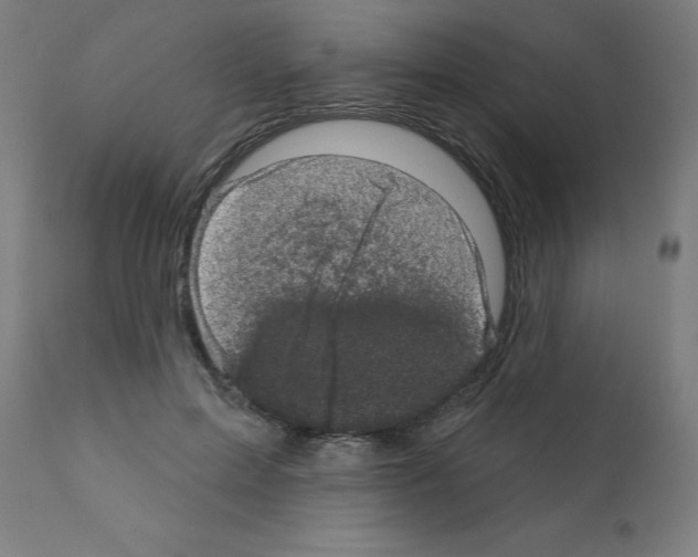 X0000110940599200907311018