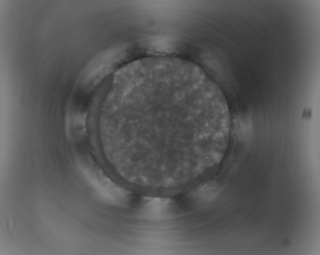 X0000110940621200907311018