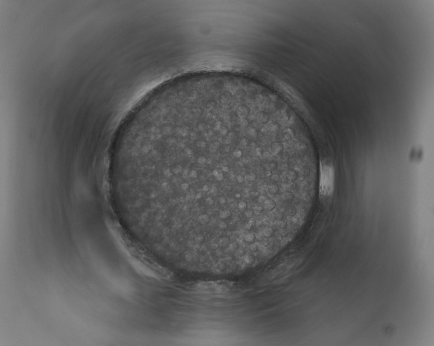 X0000110940627200907311017