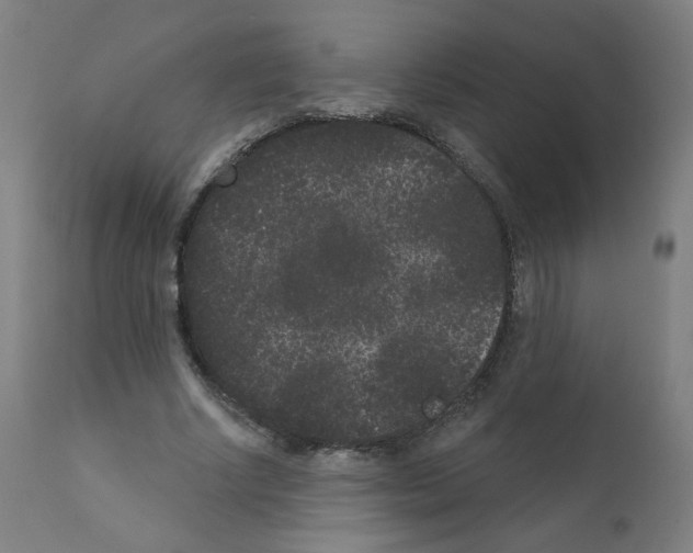 X0000110940634200907311017