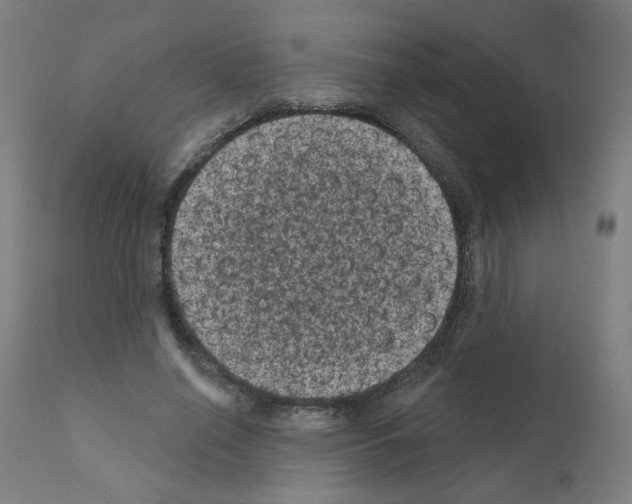 X0000110940638200907311017