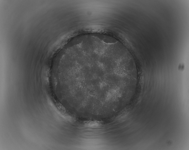 X0000110940643200907311017