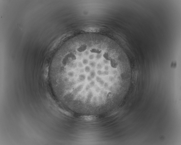 X0000110940652200907311018