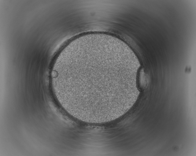 X0000110940676200907311017