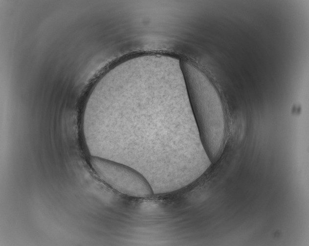 X0000110940684200907311017