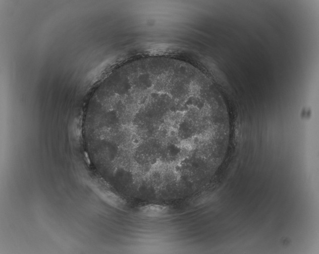 X0000110940691200907311016