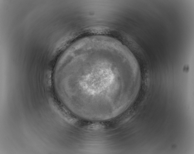 X0000110940696200907311016