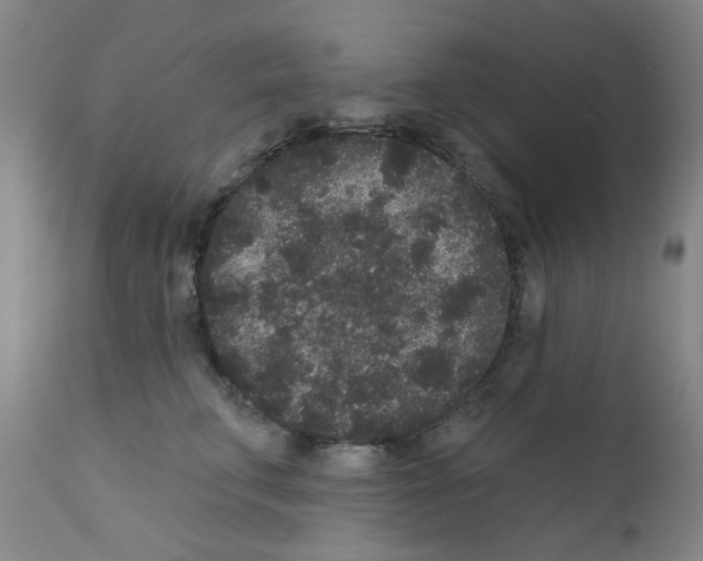 X0000110940711200907311016