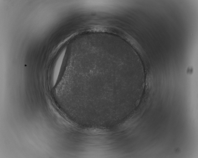 X0000110940722200907311015