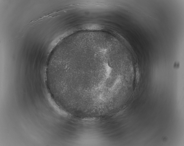 X0000110940725200907311015