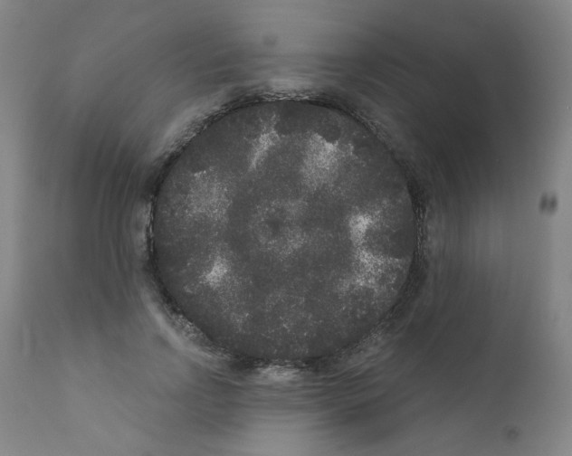 X0000110940742200907311015