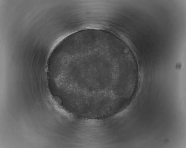 X0000110940779200907311015