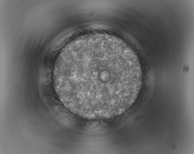 X0000110940824200907311014