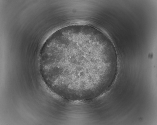 X0000110940835200907311014