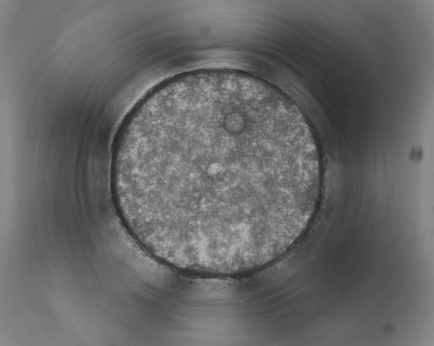 X0000110940836200907311014
