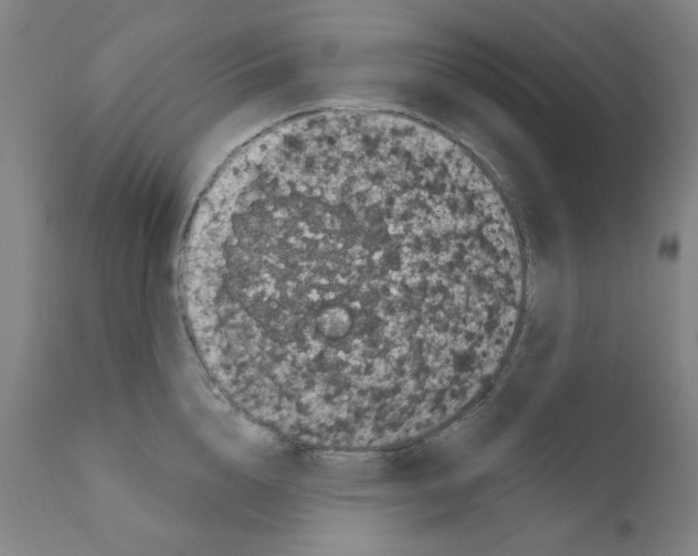X0000110940856200907311014