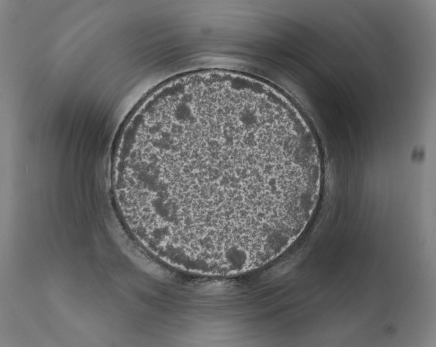 X0000110940891200907311013