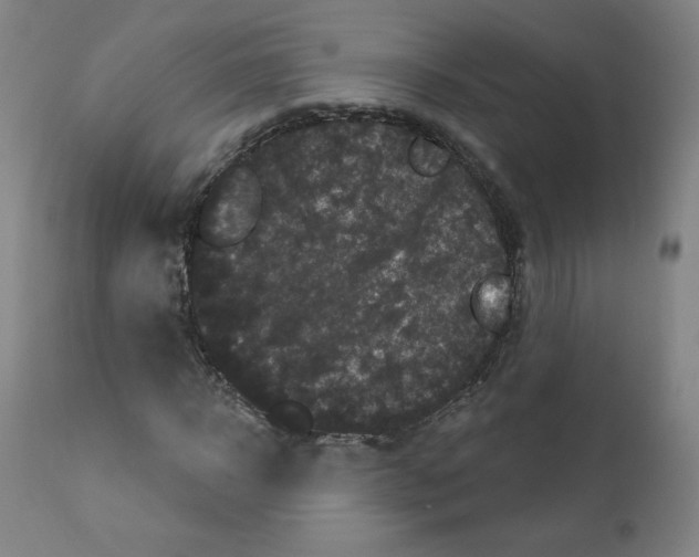 X0000110940918200907311013