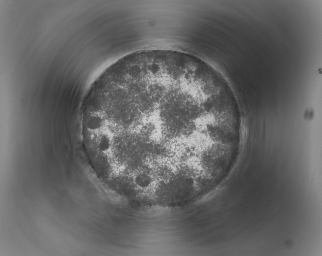 X0000110940925200907311013