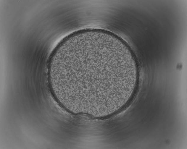 X0000110940926200907311013
