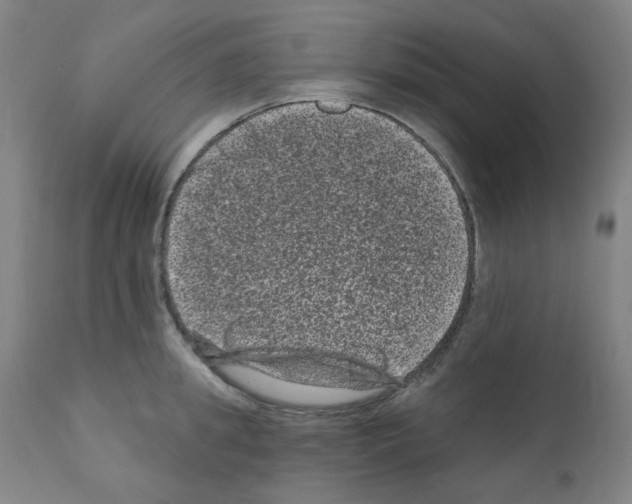 X0000110940949200907311013