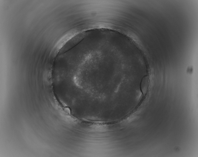 X0000110940977200907311012