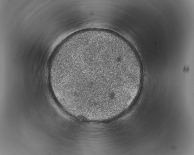 X0000110940981200907311012