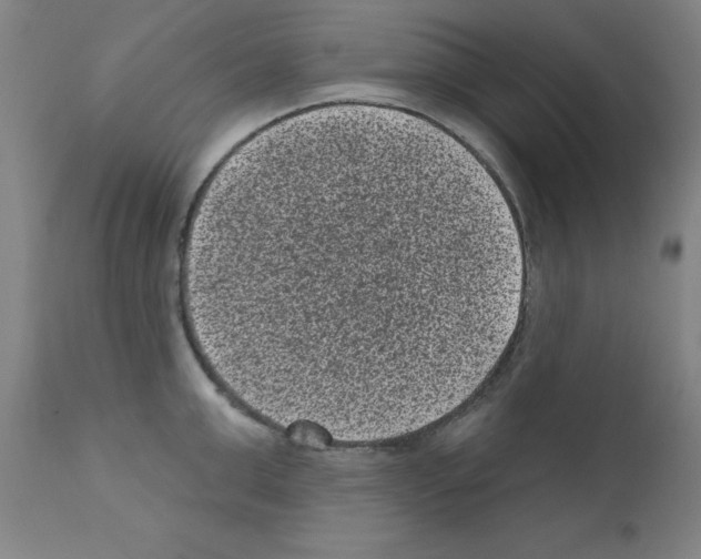 X0000110940999200907311012
