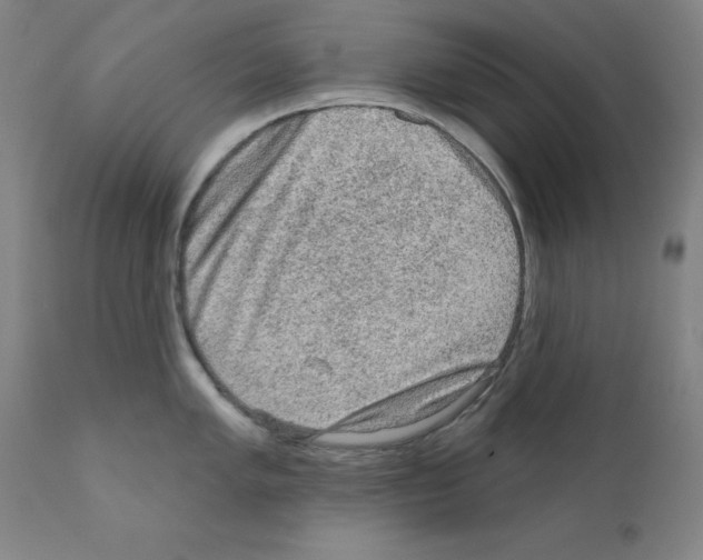 X0000110941005200907311012