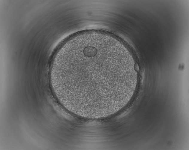 X0000110941021200907311011