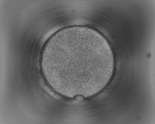X0000110941026200907311011
