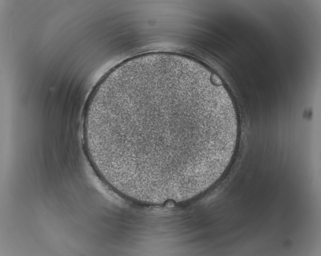 X0000110941034200907311011