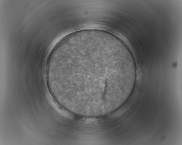 X0000110941043200907311012