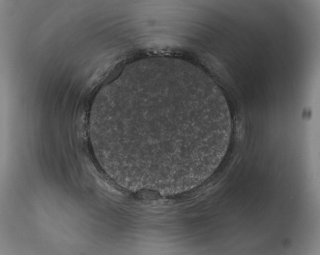 X0000110941060200907311011