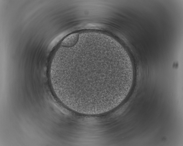 X0000110941066200907311011
