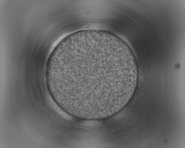 X0000110941091200907311011