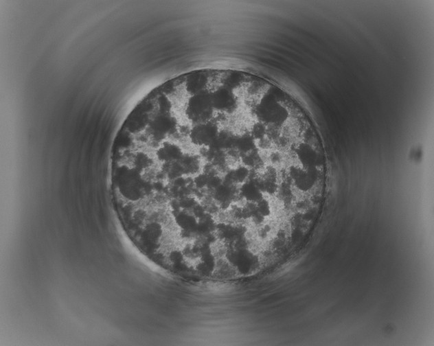 X0000110941095200907311011