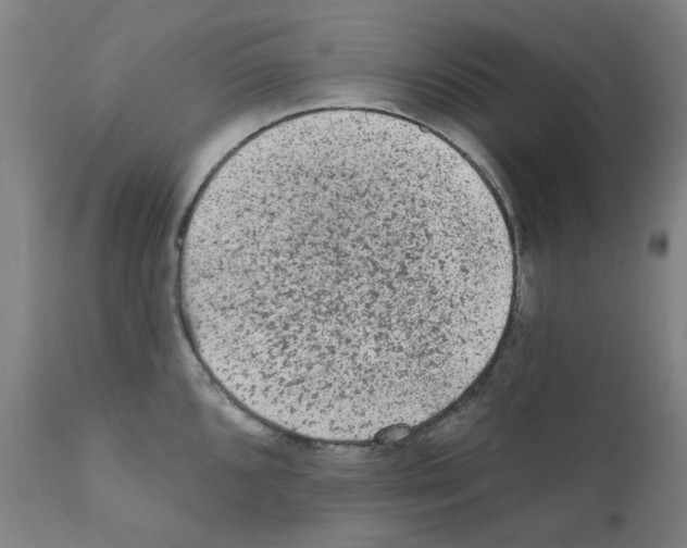 X0000110941096200907311010