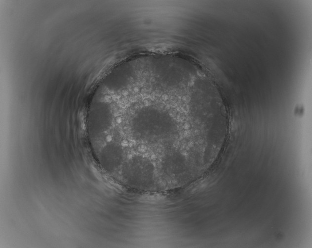 X0000110941106200907311010