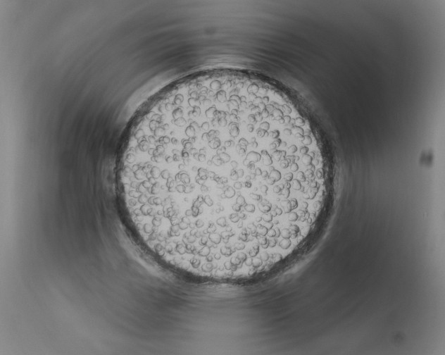 X0000110941113200907311010