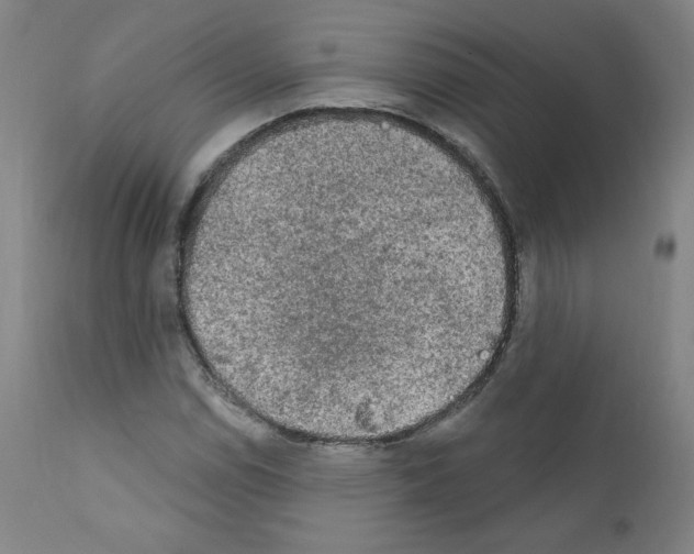 X0000110941114200907311010