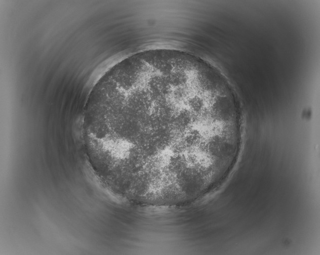 X0000110941121200907311010