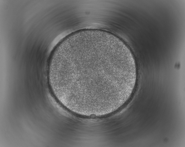 X0000110941122200907311010