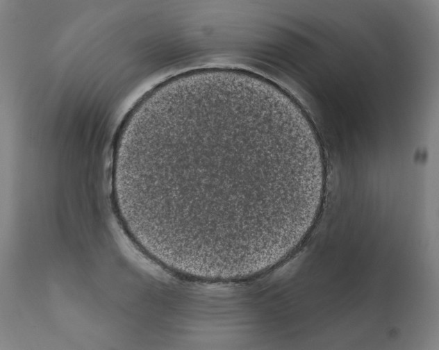 X0000110941126200907311010