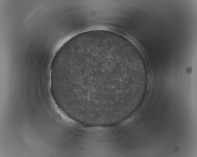 X0000110941127200907311010